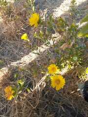 Grindelia pulchella