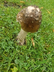 Amanita ceciliae