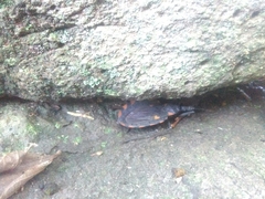 Triatoma longipennis