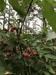 Euonymus europaeus