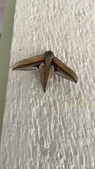 Xylophanes falco