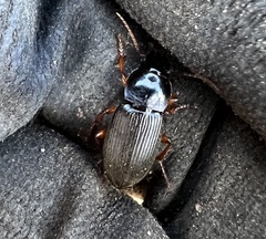Harpalus rufipes