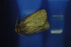 Orthodes cynica