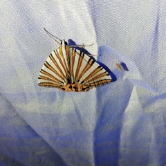 Pityeja histrionaria