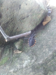 Triatoma longipennis