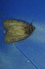 Orthodes cynica