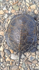Emys orbicularis