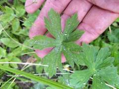 Geranium californicum