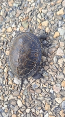 Emys orbicularis