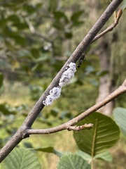 Prociphilus tessellatus