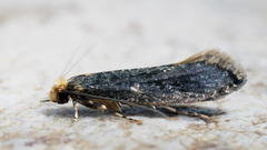 Monopis laevigella