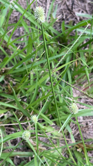Cyperus brevifolius