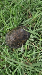 Emys orbicularis