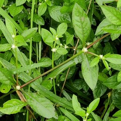 Alternanthera