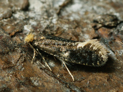 Monopis laevigella