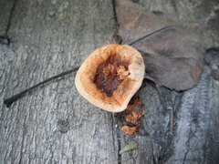 Gloeophyllum sepiarium