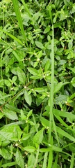 Alternanthera