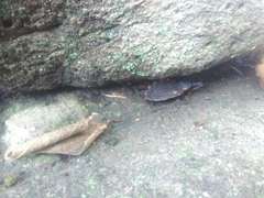 Triatoma longipennis