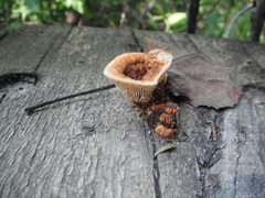 Gloeophyllum sepiarium