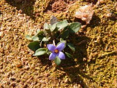 Houstonia pusilla