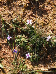 Houstonia pusilla