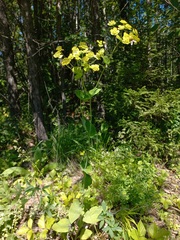 Bupleurum aureum