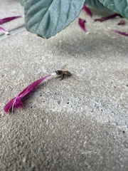 Apis mellifera