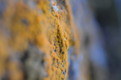 Trentepohlia