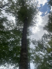 Quercus phellos