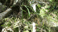 Polystachya stuhlmannii