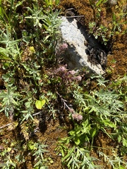 Castilleja parviflora albida