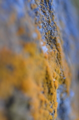 Trentepohlia