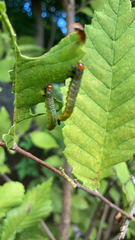 Tenthredinoidea