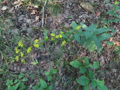 Solidago caesia