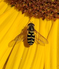 Syrphus opinator