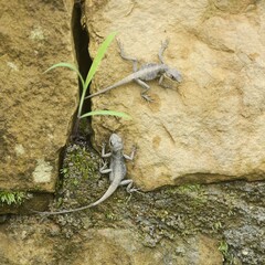 Laudakia tuberculata