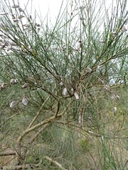 Cytisus striatus