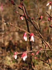 Vaccinium pallidum
