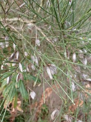 Cytisus striatus