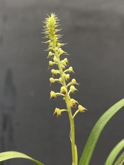 Polystachya stuhlmannii