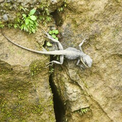 Laudakia tuberculata