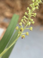 Polystachya stuhlmannii