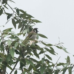 Pycnonotus leucogenys