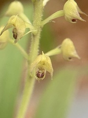 Polystachya stuhlmannii