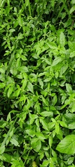 Alternanthera