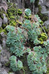 Echeveria secunda