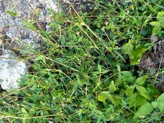 Trifolium monanthum grantianum