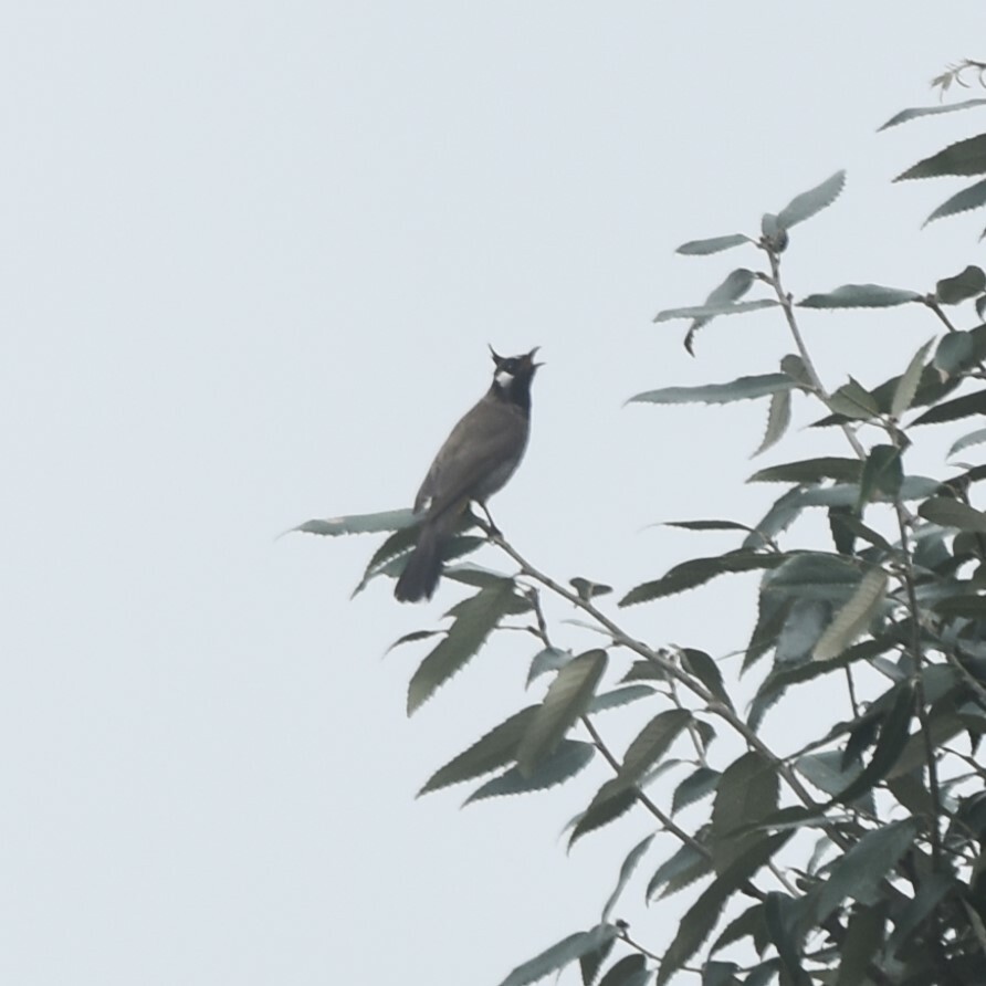 Himalayan Bulbul