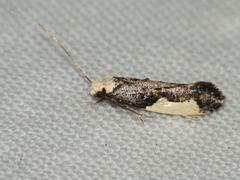 Monopis monachella