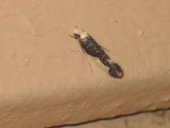 Monopis monachella